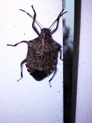 Halyomorpha halys