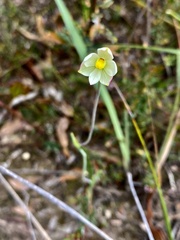 Thelymitra flexuosa