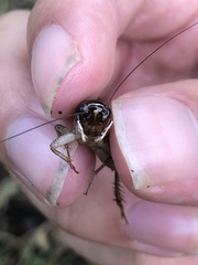 Loxoblemmus doenitzi