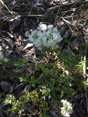 Dischisma ciliatum erinoides