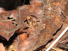Ingerophrynus divergens