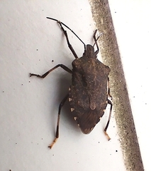 Halyomorpha halys