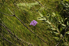Pseudoselago spuria