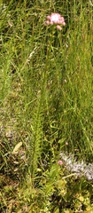 Pseudoselago spuria