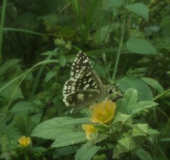 Spialia galba