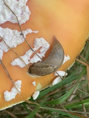 Prophysaon foliolatum