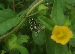 Spialia galba