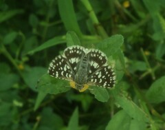 Spialia galba