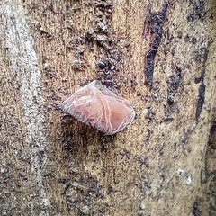 Auricularia