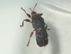 Octotoma scabripennis