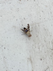 Actocetor indicus