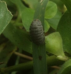 Holoverticata