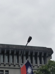 Pycnonotus sinensis formosae