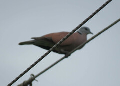 Streptopelia tranquebarica