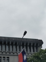 Pycnonotus sinensis formosae