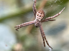 Argiope keyserlingi