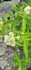 Eupatorium formosanum