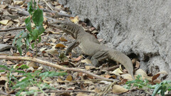 Varanus bengalensis