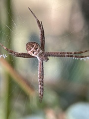 Argiope keyserlingi