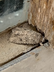 Spodoptera cilium