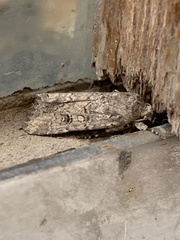 Spodoptera cilium