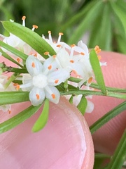 Asparagus aethiopicus