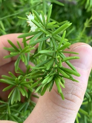 Asparagus aethiopicus