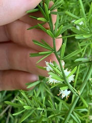 Asparagus aethiopicus