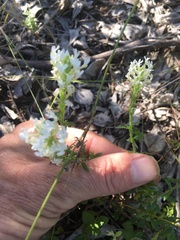 Dischisma ciliatum erinoides