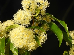 Syzygium