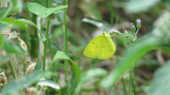 Eurema
