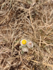 Helichrysum argyrosphaerum