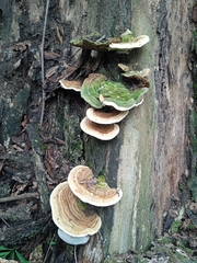 Polyporaceae
