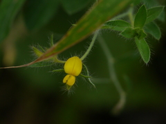 Crotalaria calycina