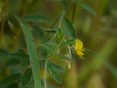 Crotalaria calycina