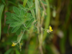 Crotalaria calycina