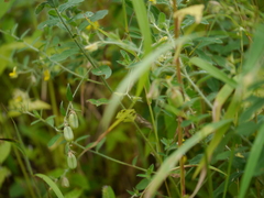 Crotalaria calycina