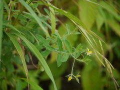 Crotalaria calycina
