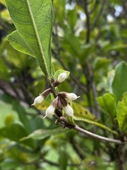 Synsepalum dulcificum