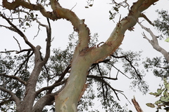 Eucalyptus platyphylla
