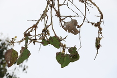 Eucalyptus platyphylla