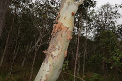 Eucalyptus platyphylla