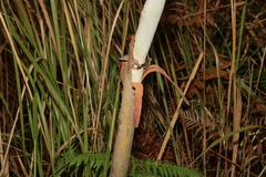 Eucalyptus platyphylla