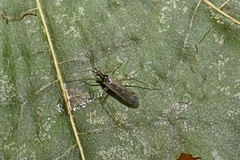 Dicyphus errans