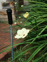 Dietes bicolor
