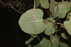 Eucalyptus platyphylla