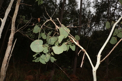 Eucalyptus platyphylla