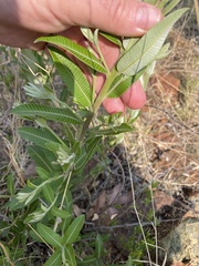 Ozoroa paniculosa salicina