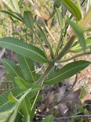 Ozoroa paniculosa salicina