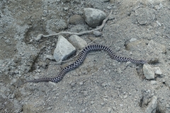 Vipera aspis aspis